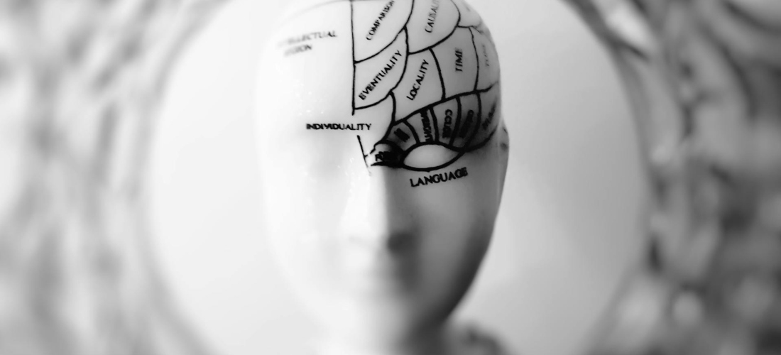 A head model with parts of the brain mapped out.